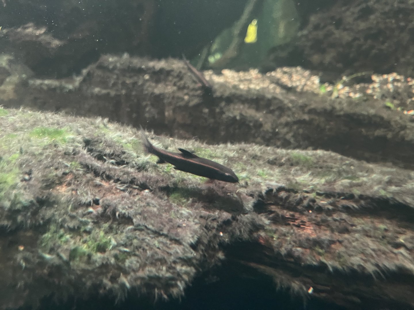 flying fox (epalzeorhynchos kalopterus) - dunia air tawar