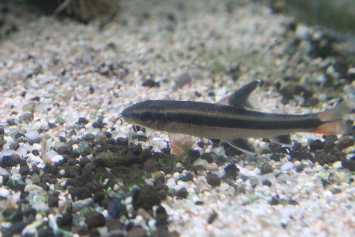 Flying fox (Epalzeorhynchos kalopterus)