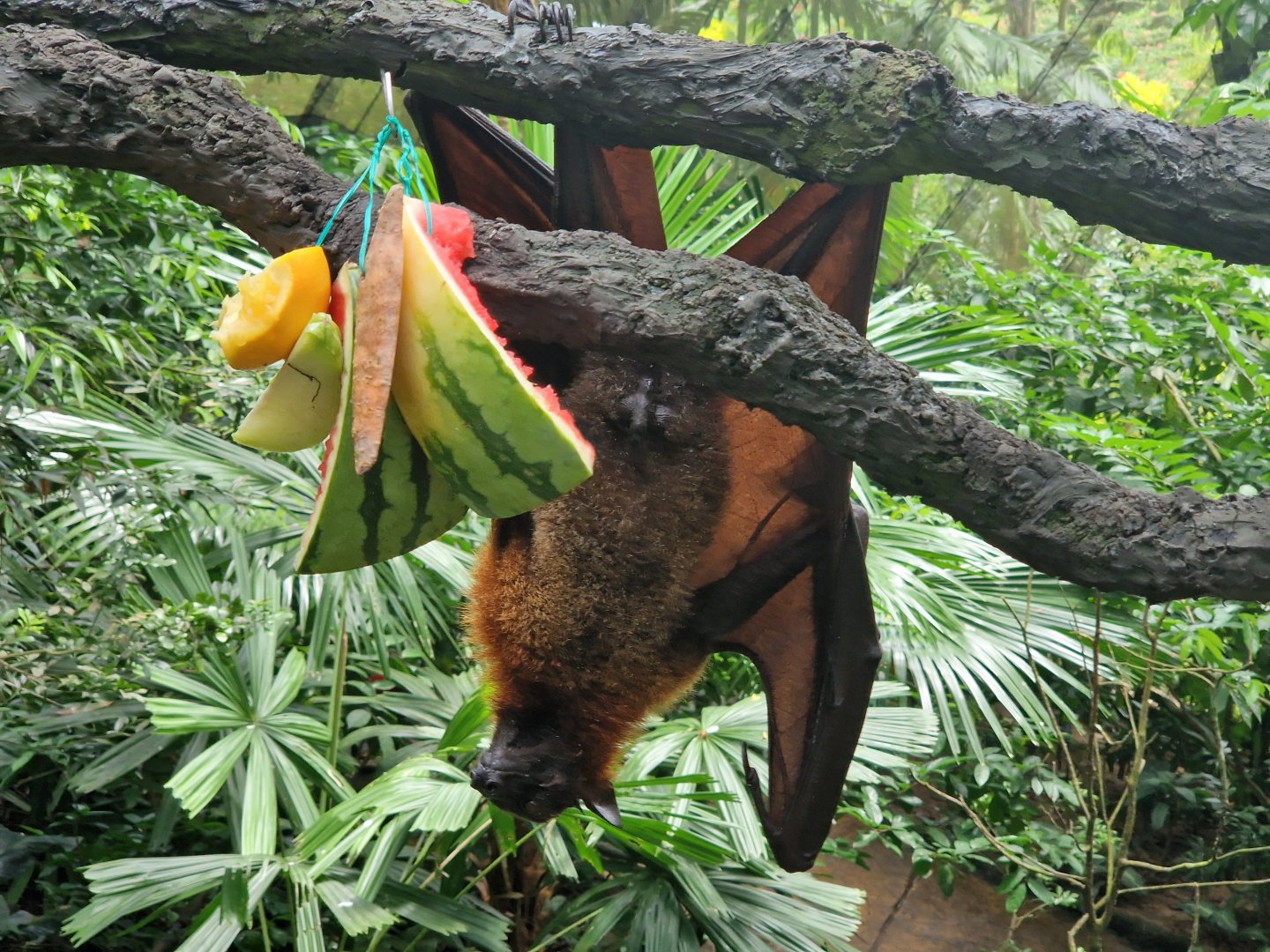 Flying Fox, Fragile Forest