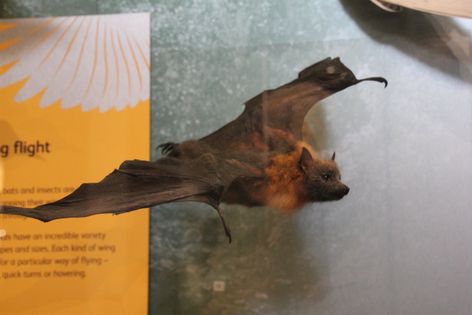 Flying fox id, National Museum Scotland