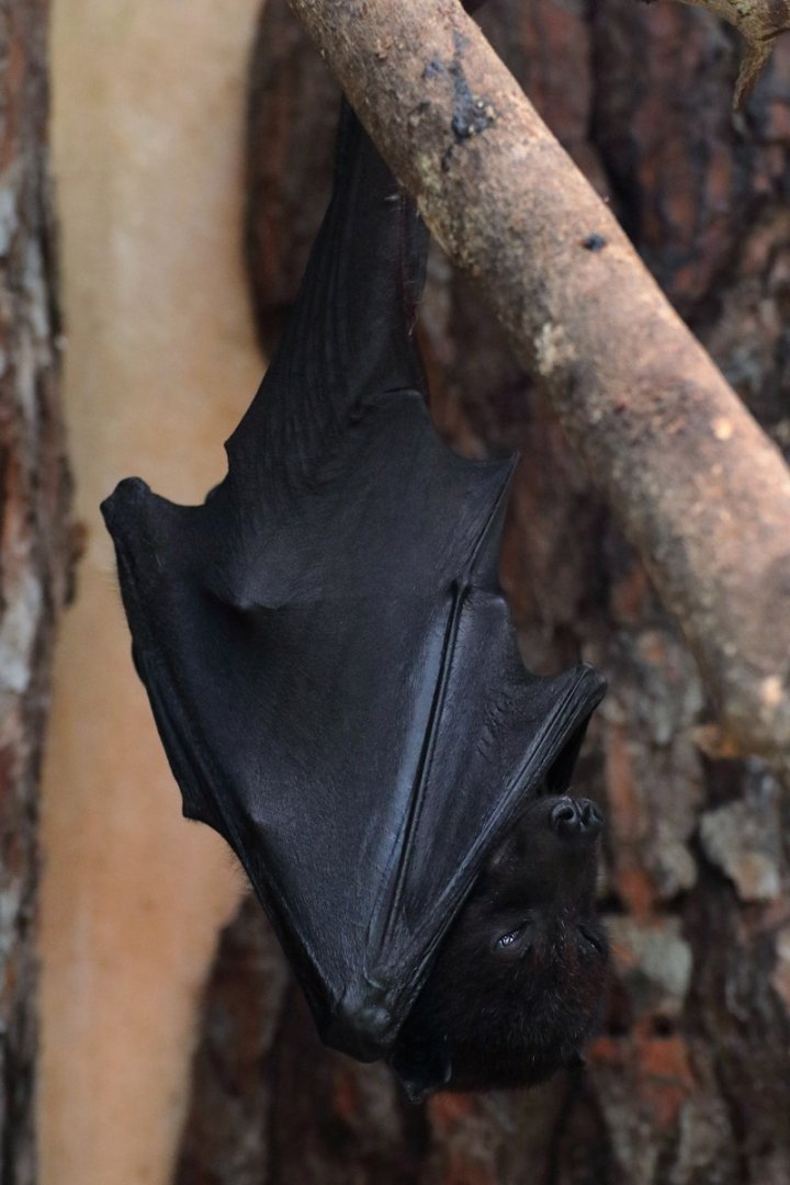 Flying fox ID (Natura Parc, Mallorca)