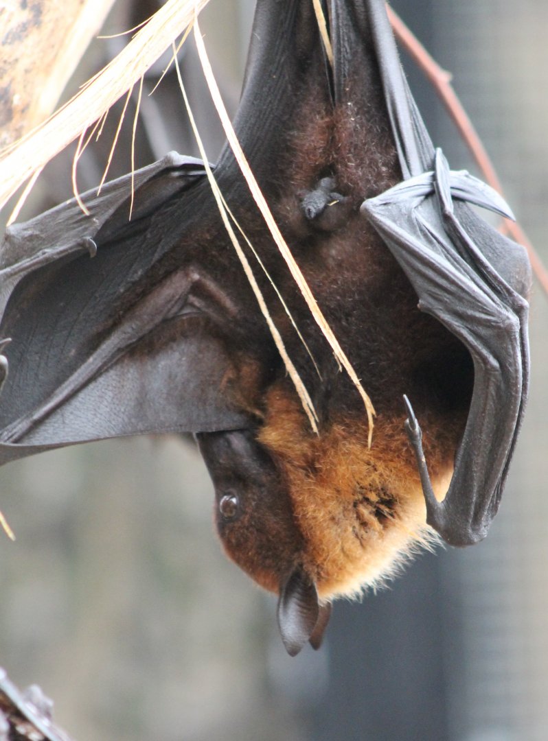 Flying fox ID