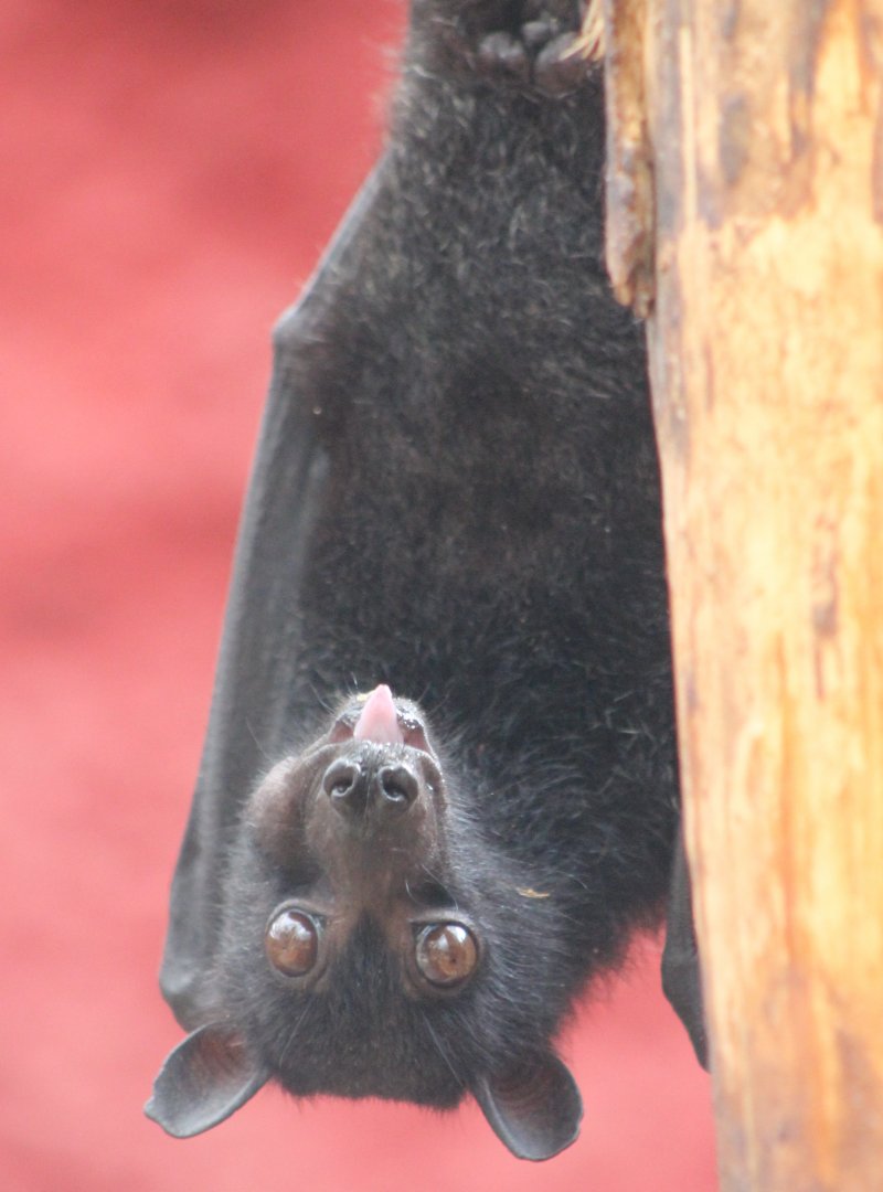 Flying fox ID