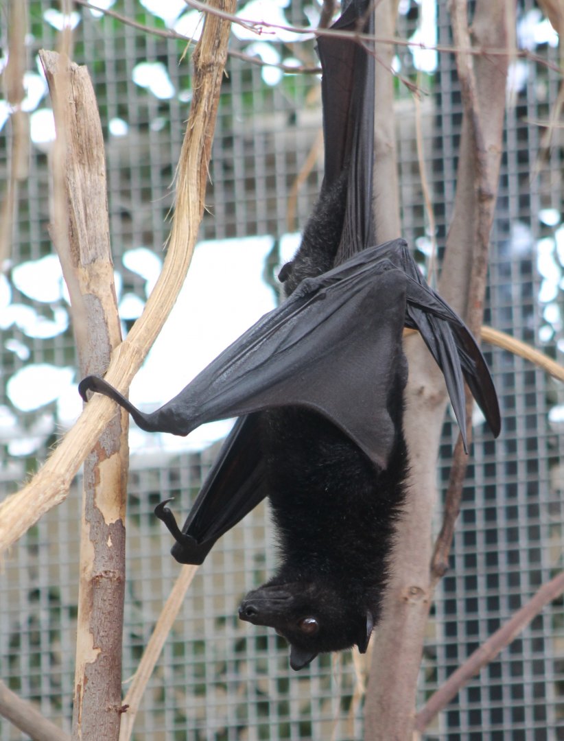 Flying fox ID