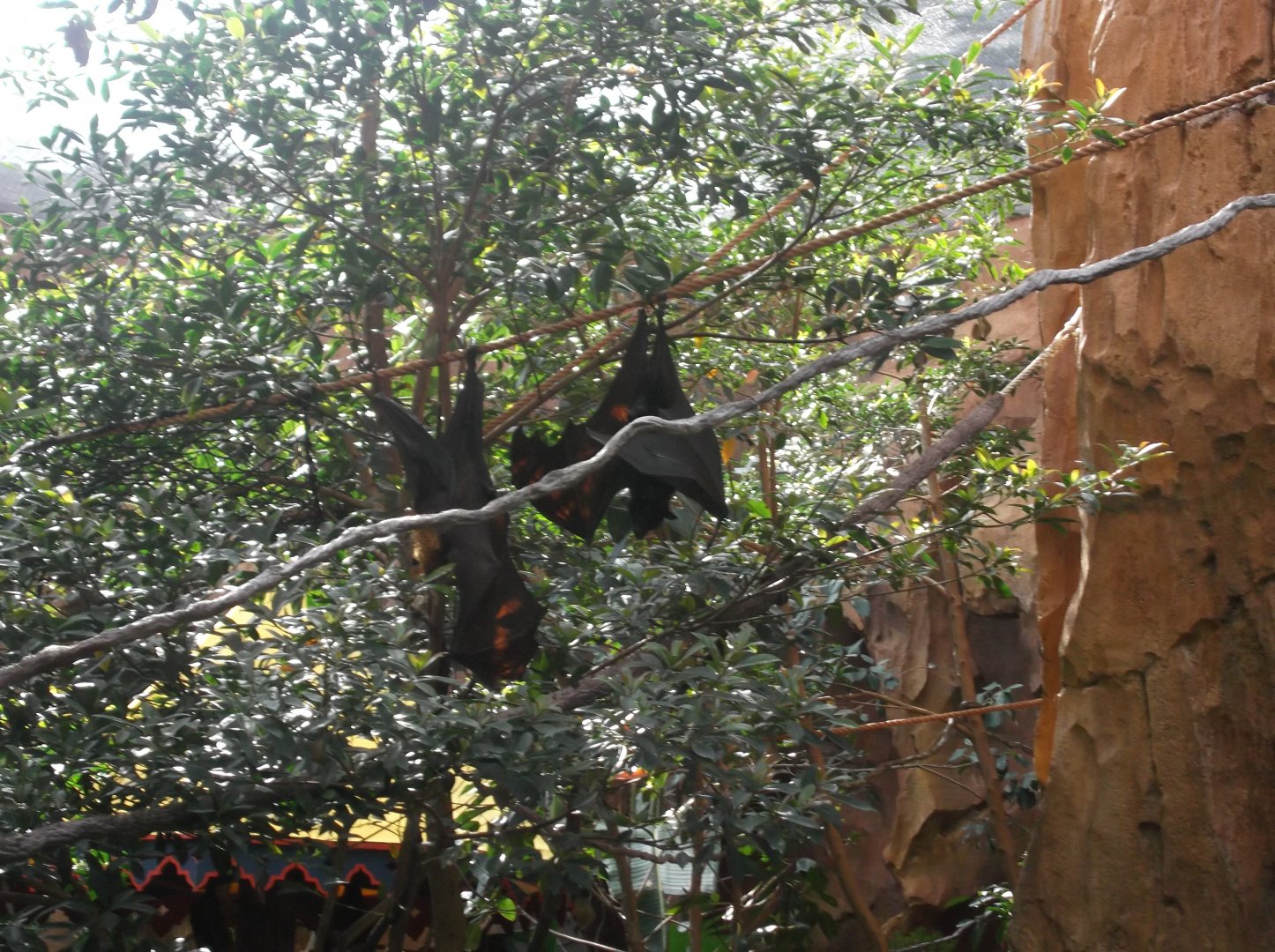 Flying Fox, Maharajah Jungle Trek