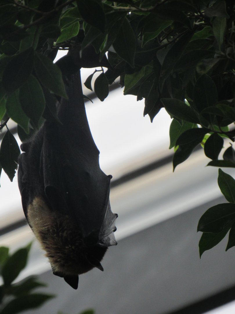 Flying fox (Pteropus) ID