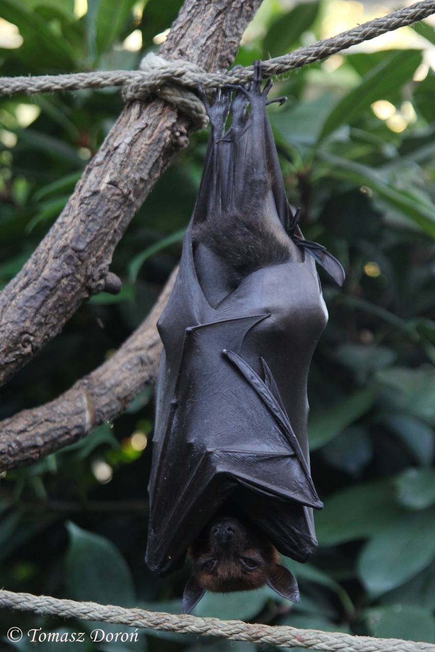 Flying Fox (Pteropus vampyrus), October 2014