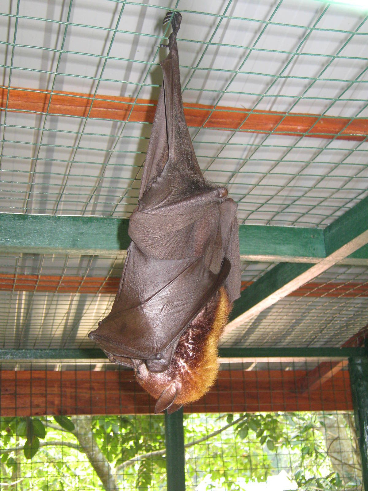 flying fox (Pteropus vampyrus)