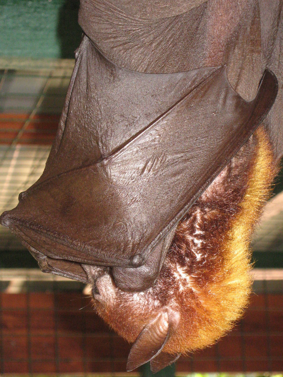 flying fox (Pteropus vampyrus)