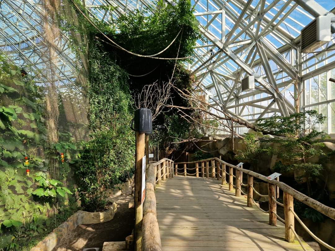 Flying fox Walktrough Aviary