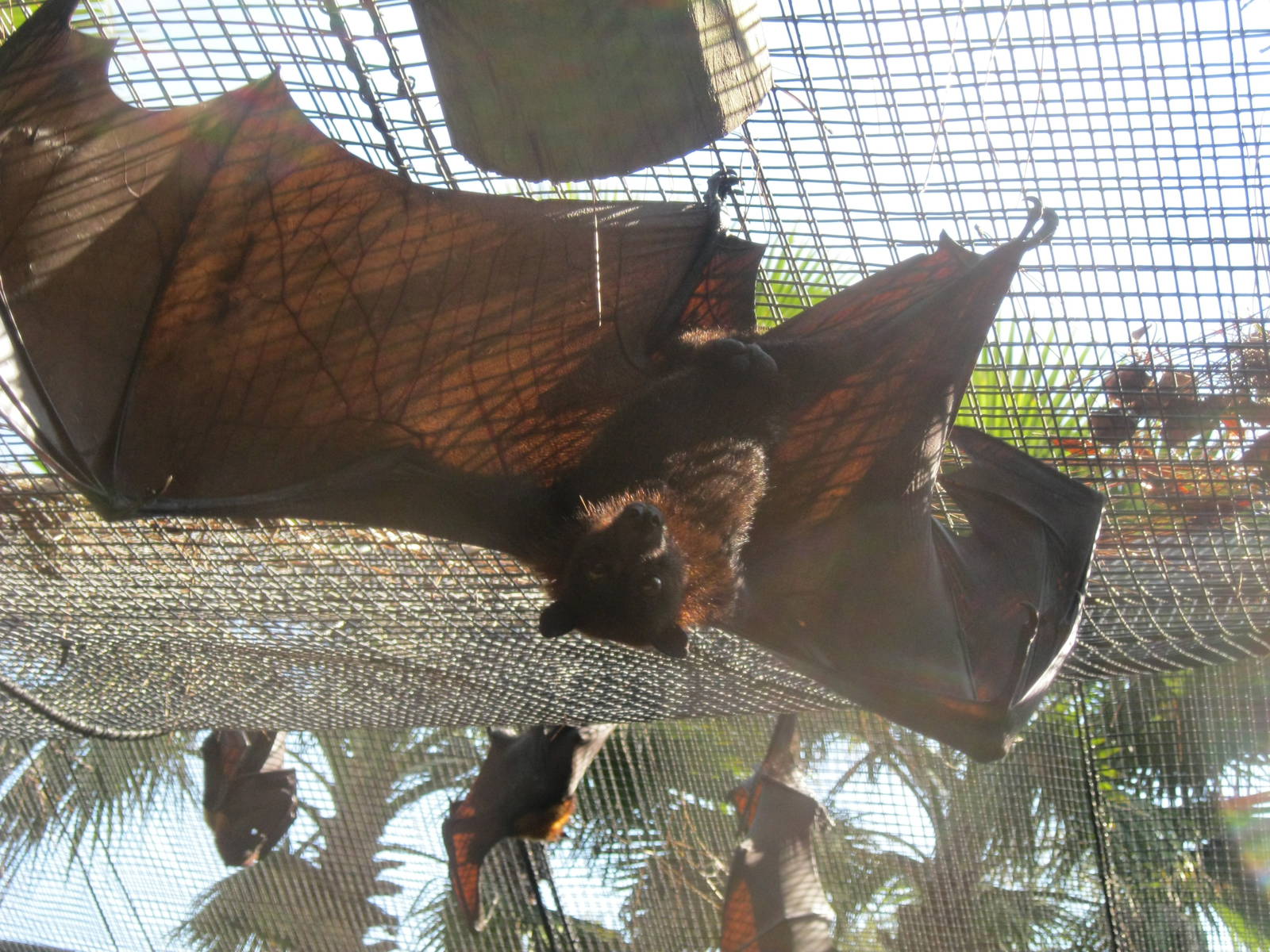 Flying Fox