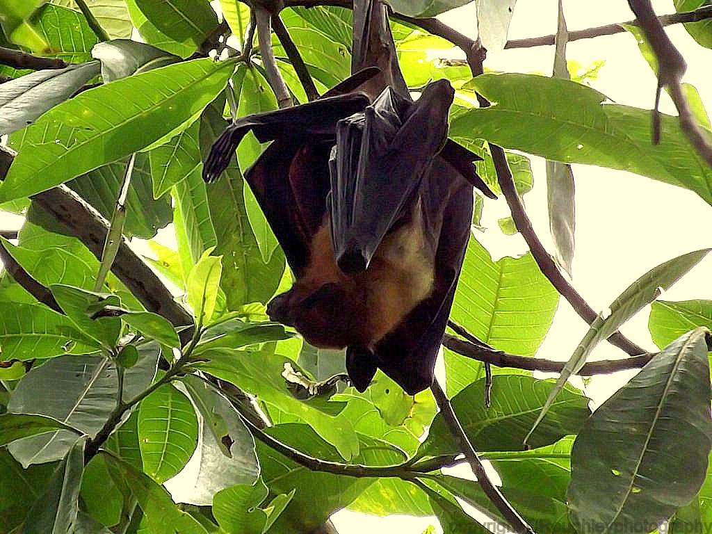 Flying fox