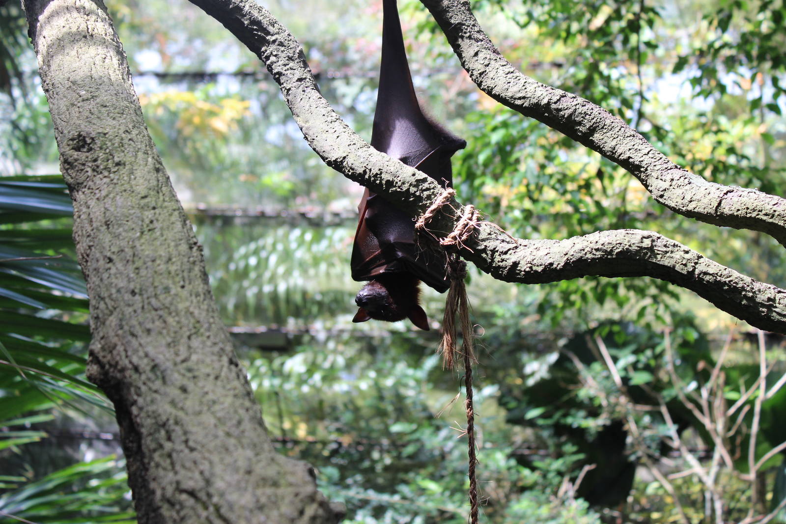 Flying Fox