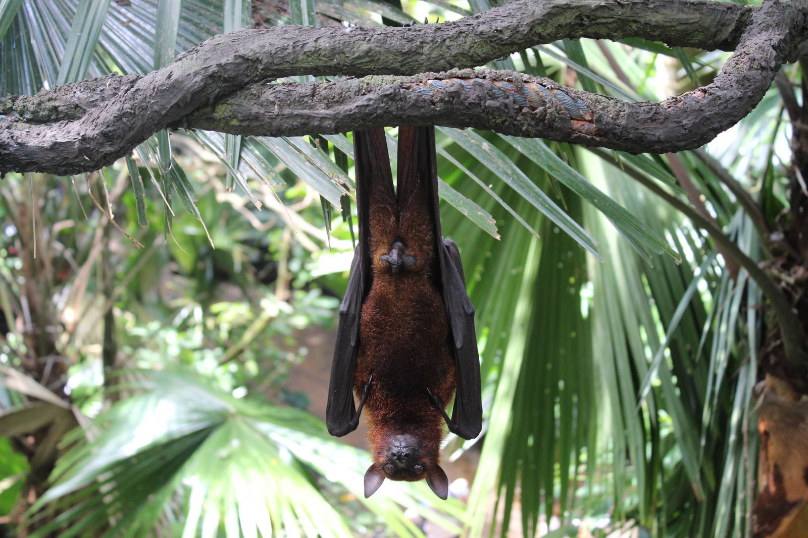 Flying Fox