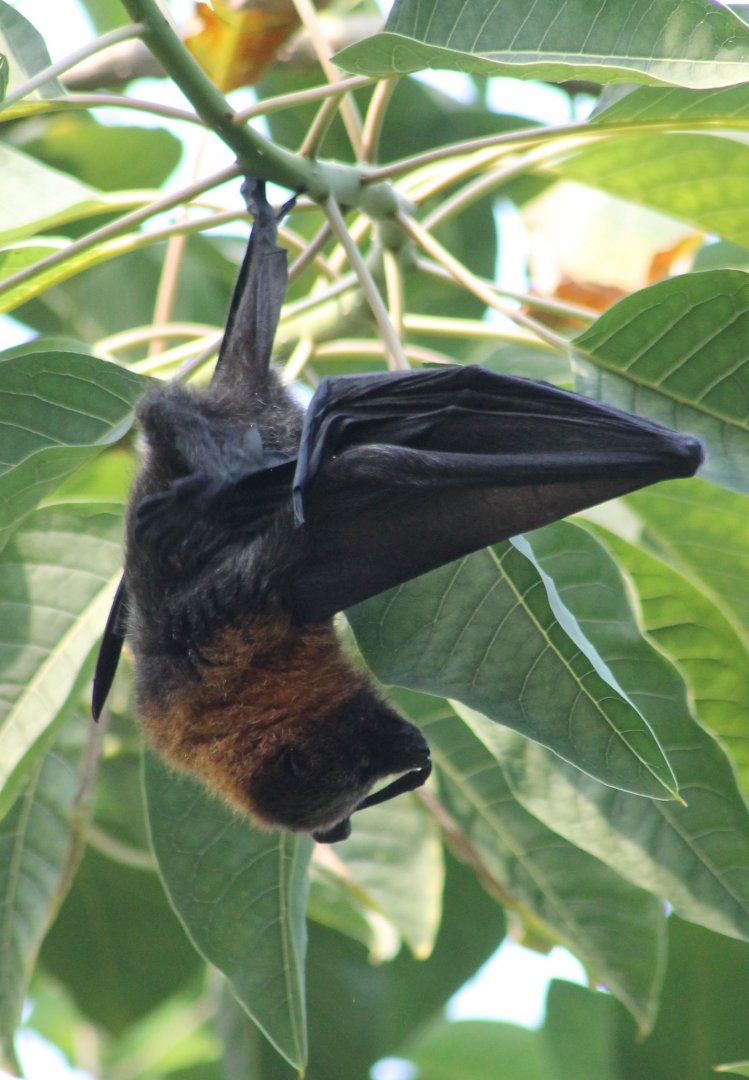 Flying fox
