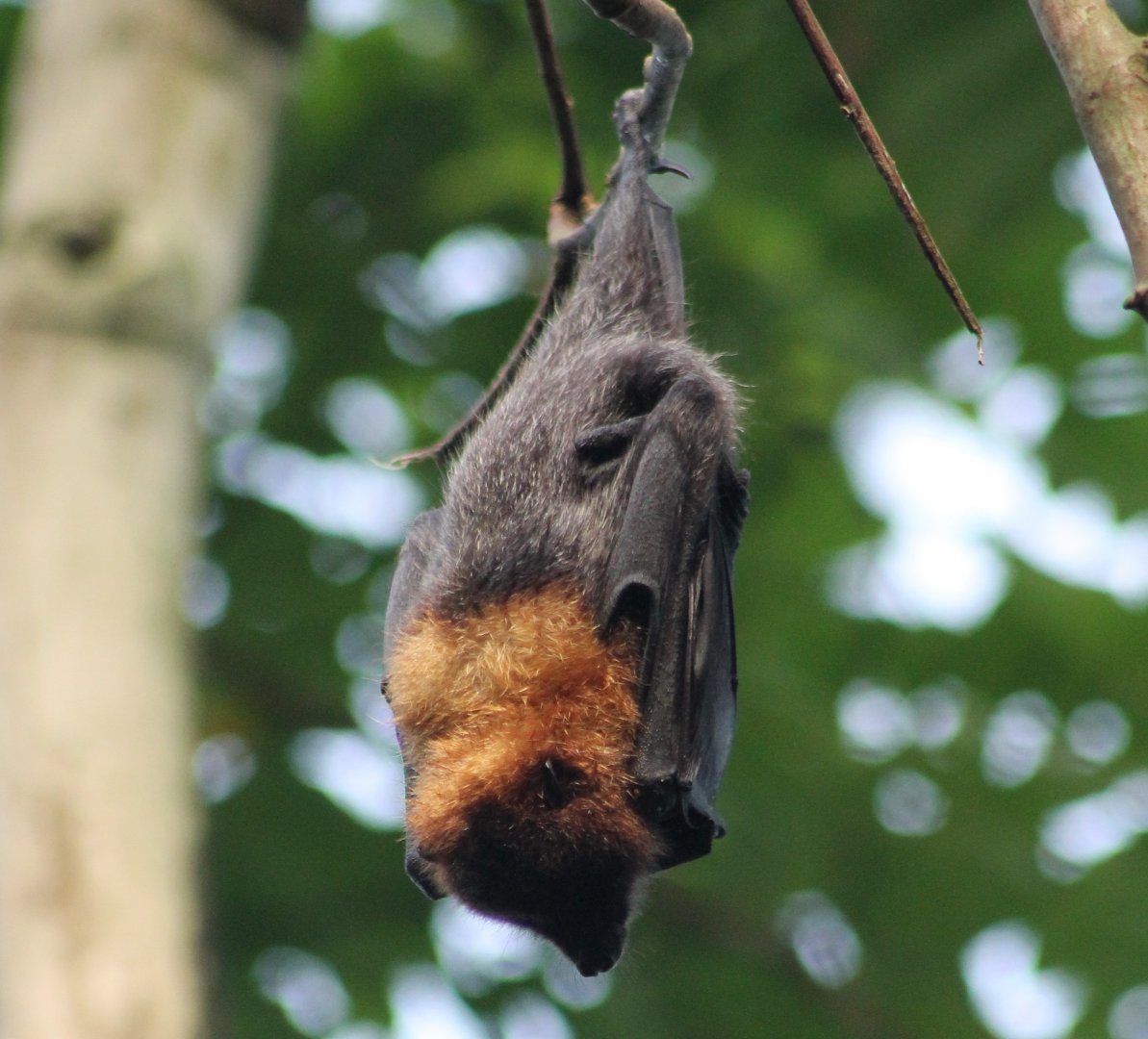 Flying fox