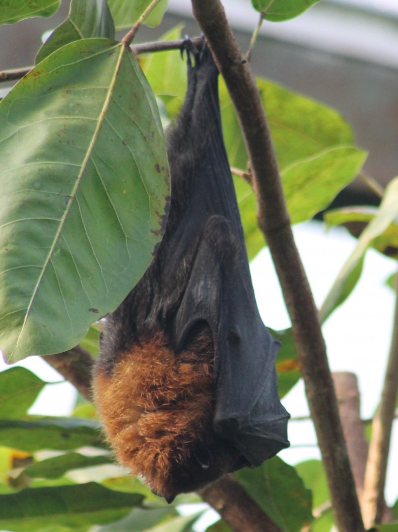 Flying fox