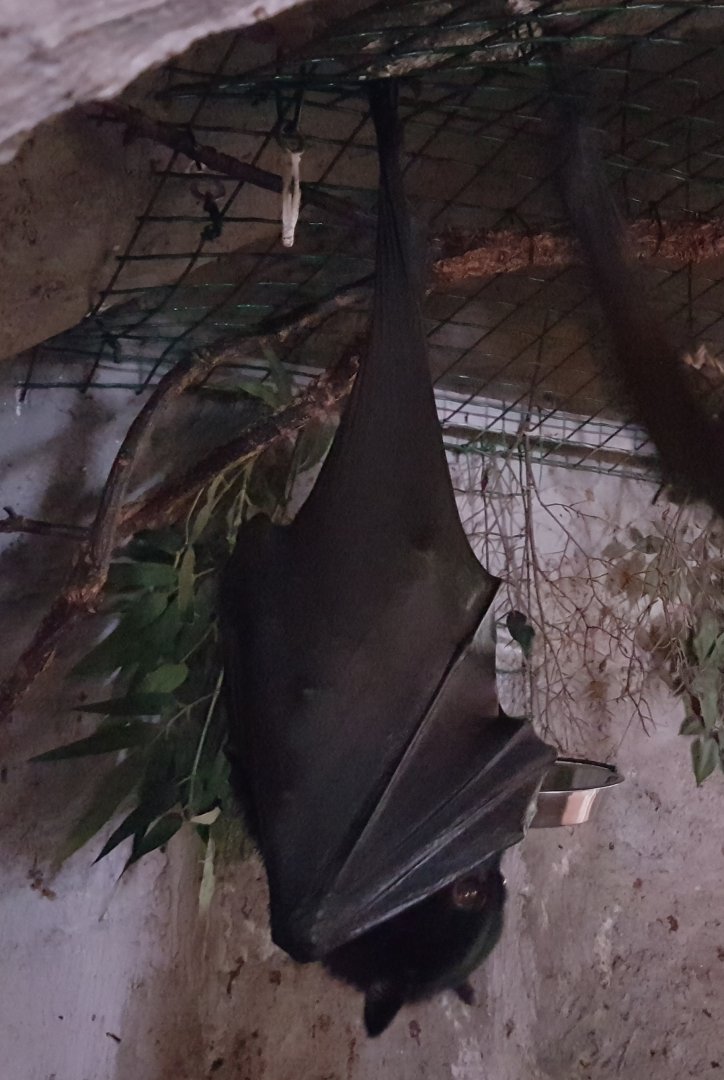 Flying fox