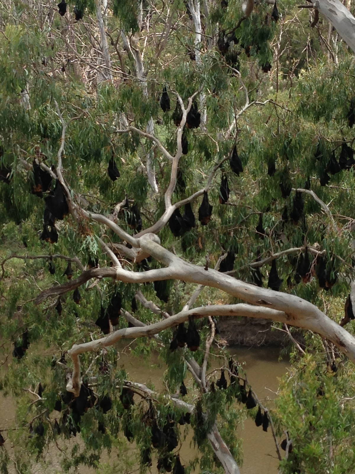 Flying Foxes Along the Yarra