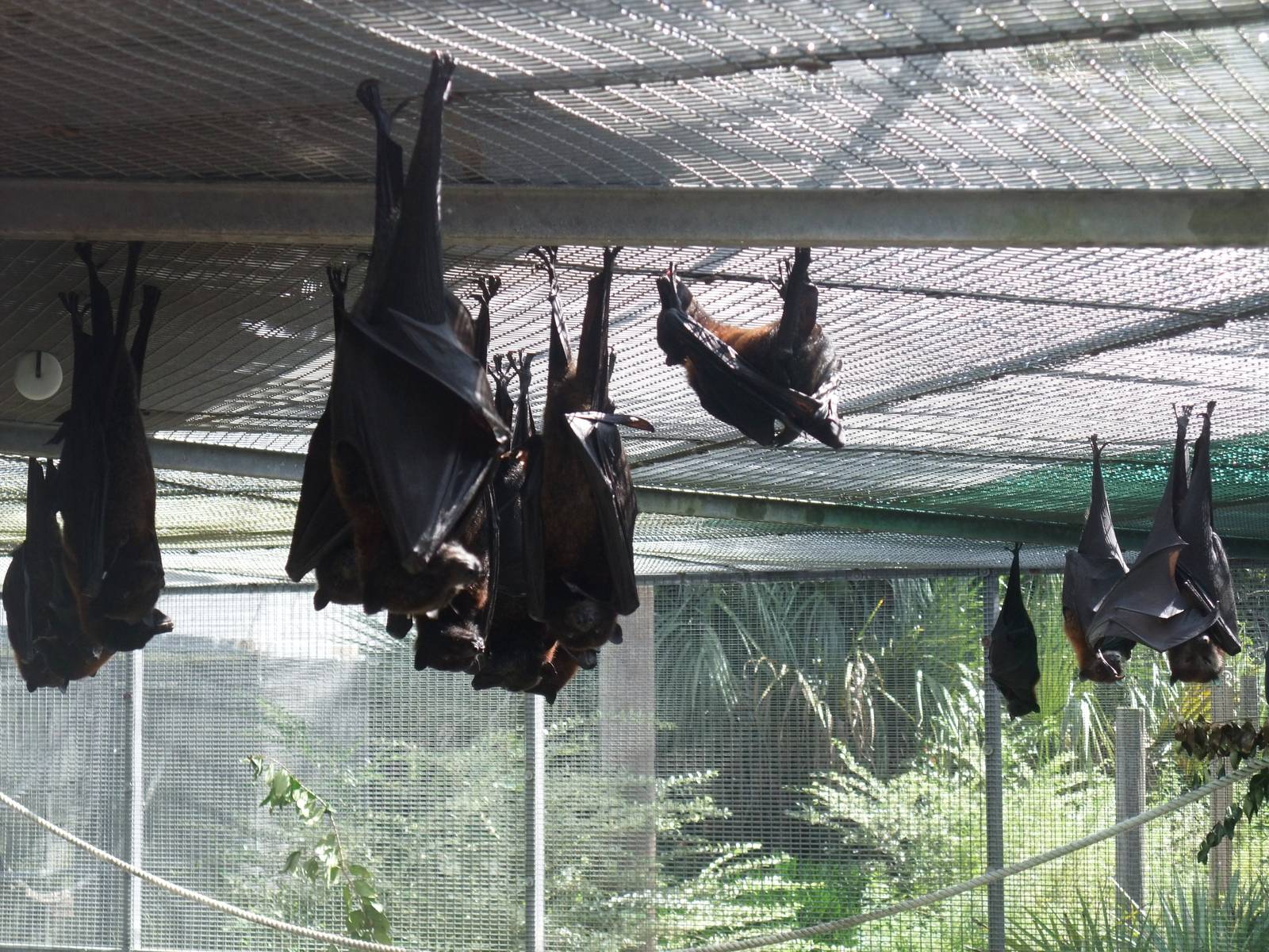 Flying Foxes at Lubee Bat Conservancy, 11/10/13