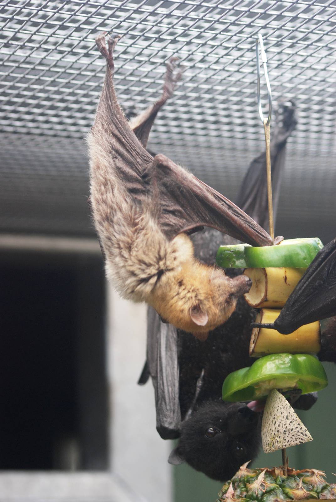 Flying Foxes at Lubee Bat Conservancy, 11/10/13