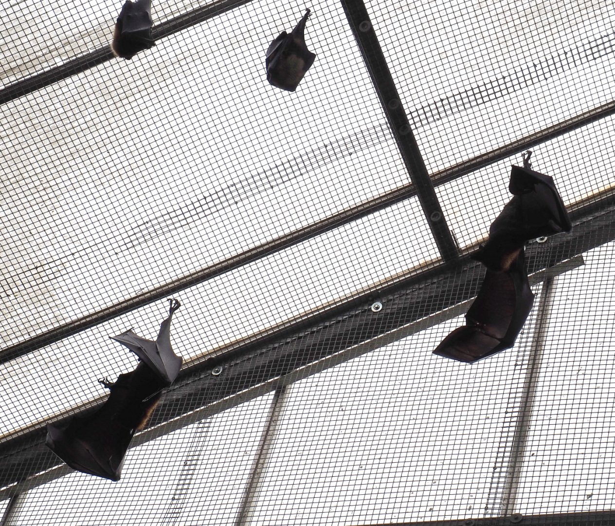 Flying foxes hanging from netting under greenhouse roof, 2020-09-03