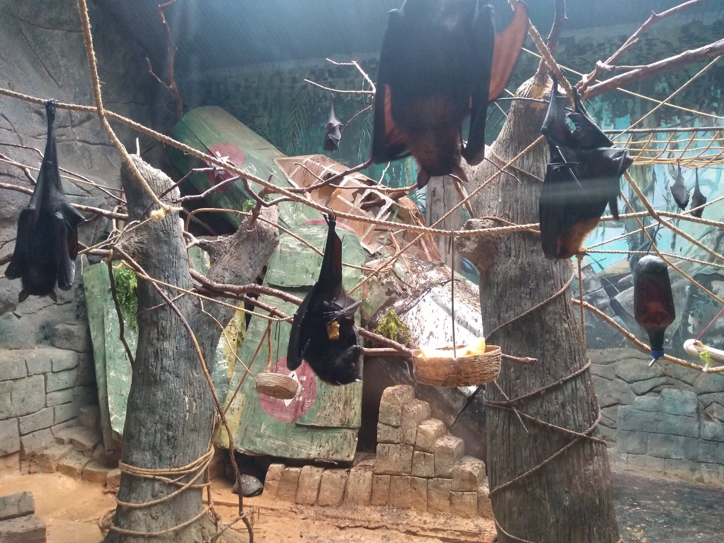 Flying foxes - São Paulo Aquarium