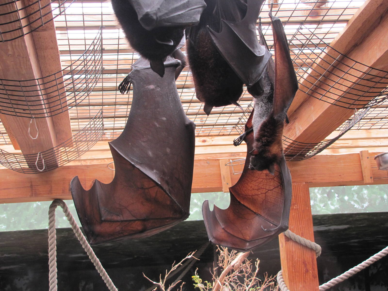 Flying Foxes