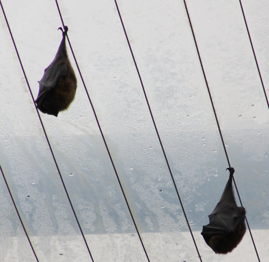 Flying foxes