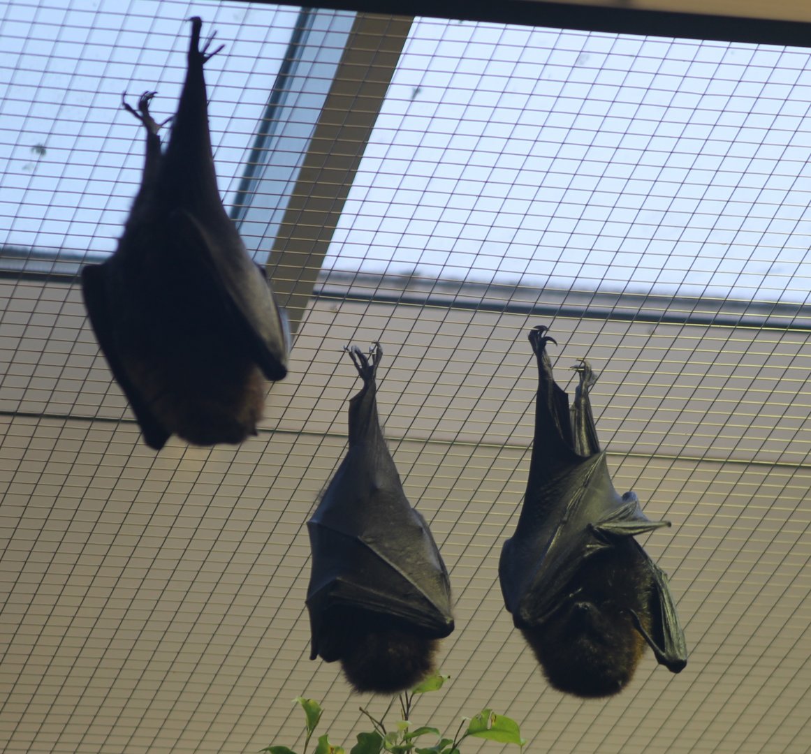 Flying foxes