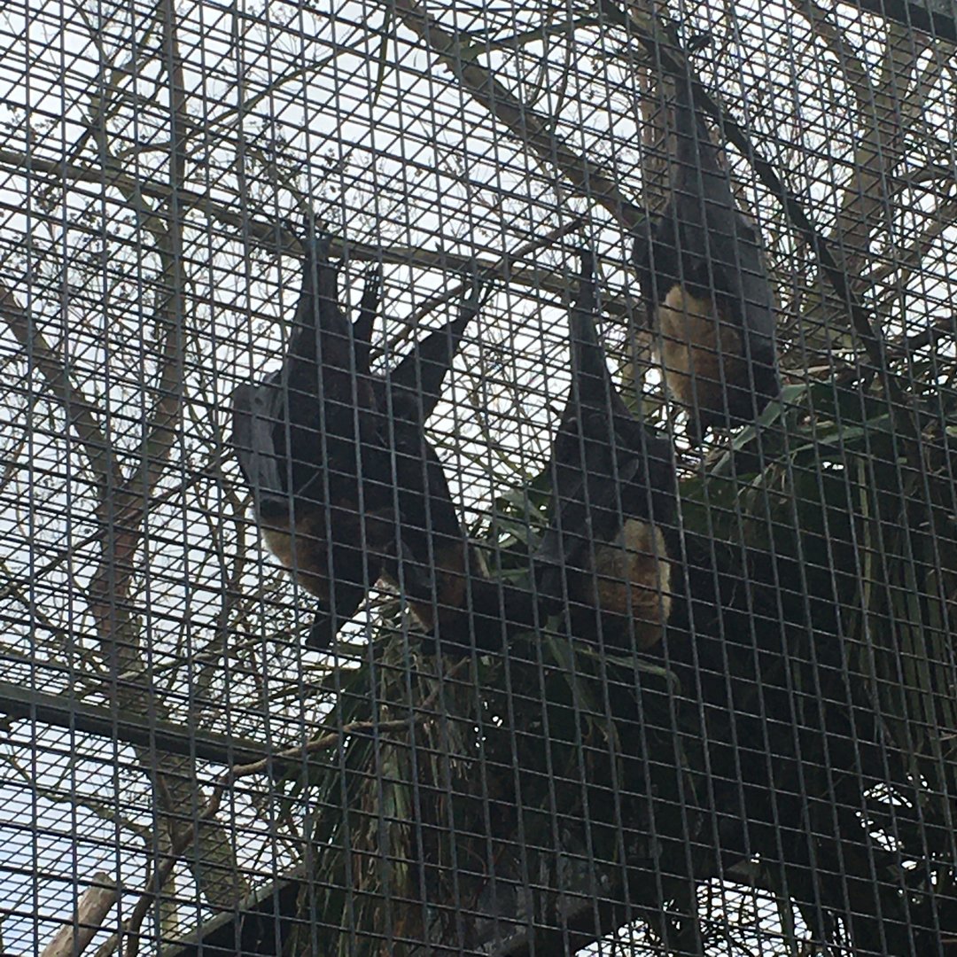 Flying Foxes