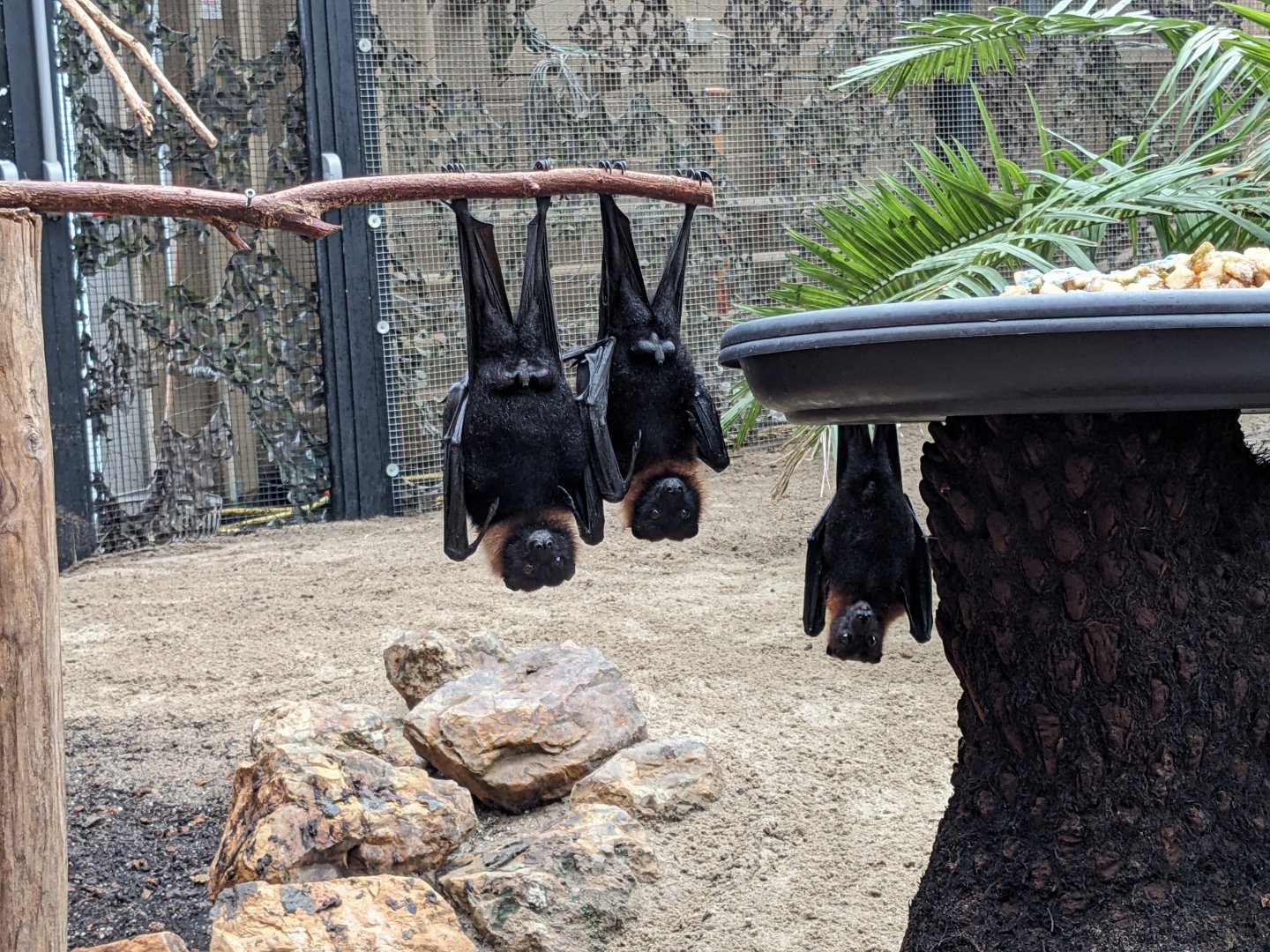 Flying Foxes