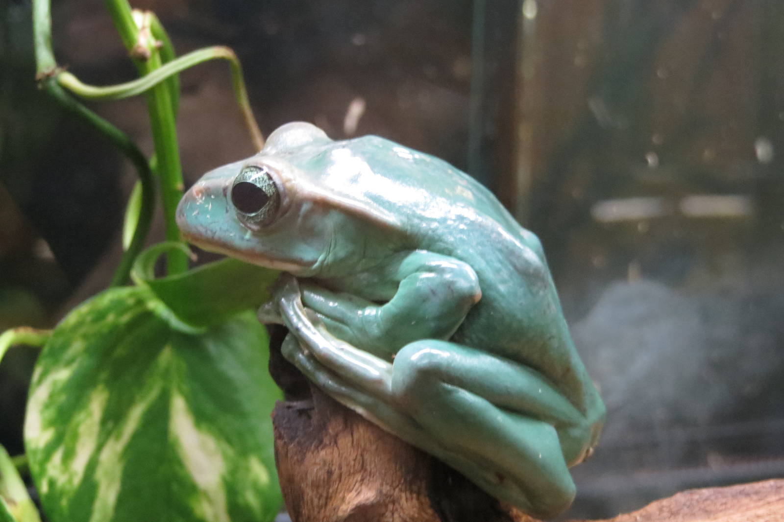 Flying Frog Rhacophorus feae 101012