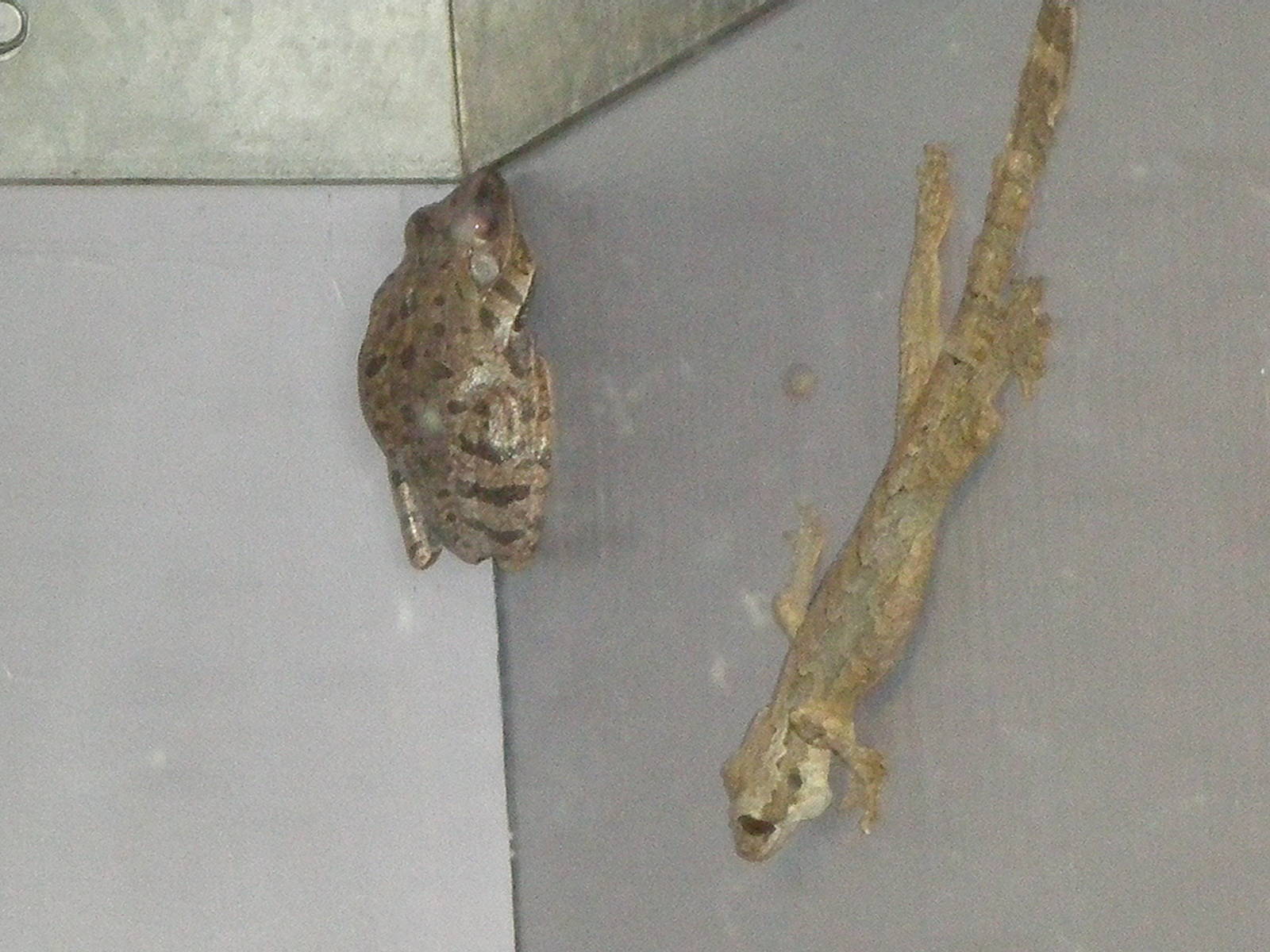 Flying Gecko Flying Frog- Staten Island Zoo MAY07 V