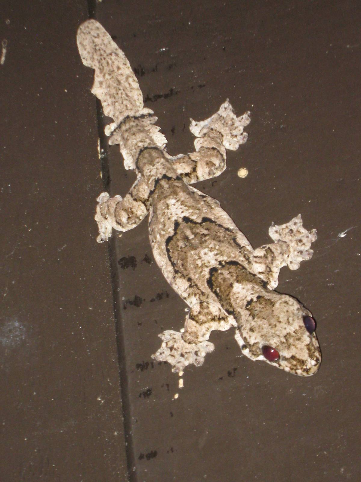 flying geckoes (Ptychozoon spp)