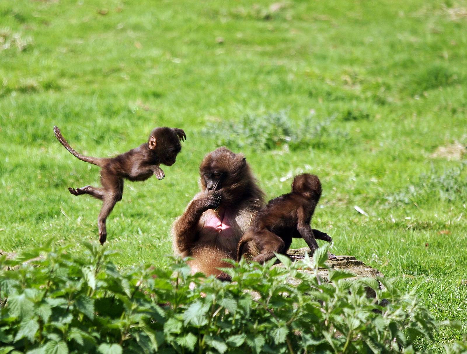 Flying Gelada