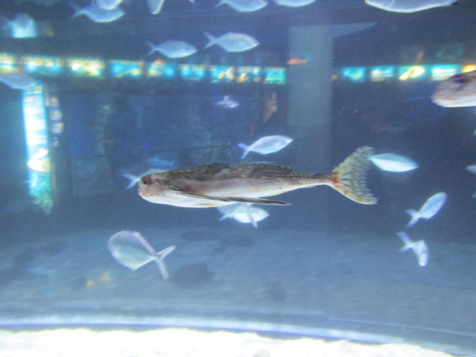 flying gurnard barcelona aquarium