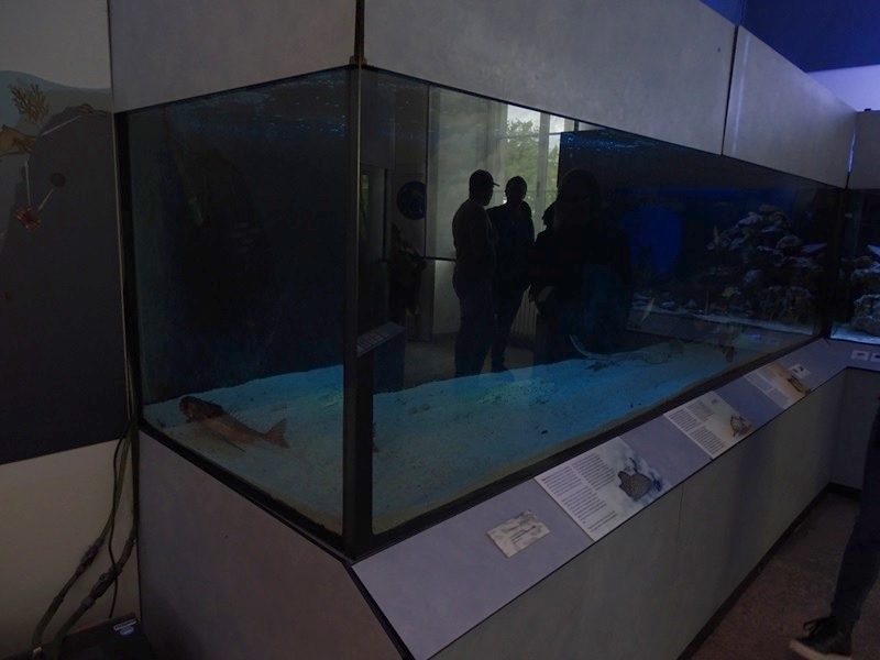 Flying gurnard, boarfish, snipefish and spotted ray tank