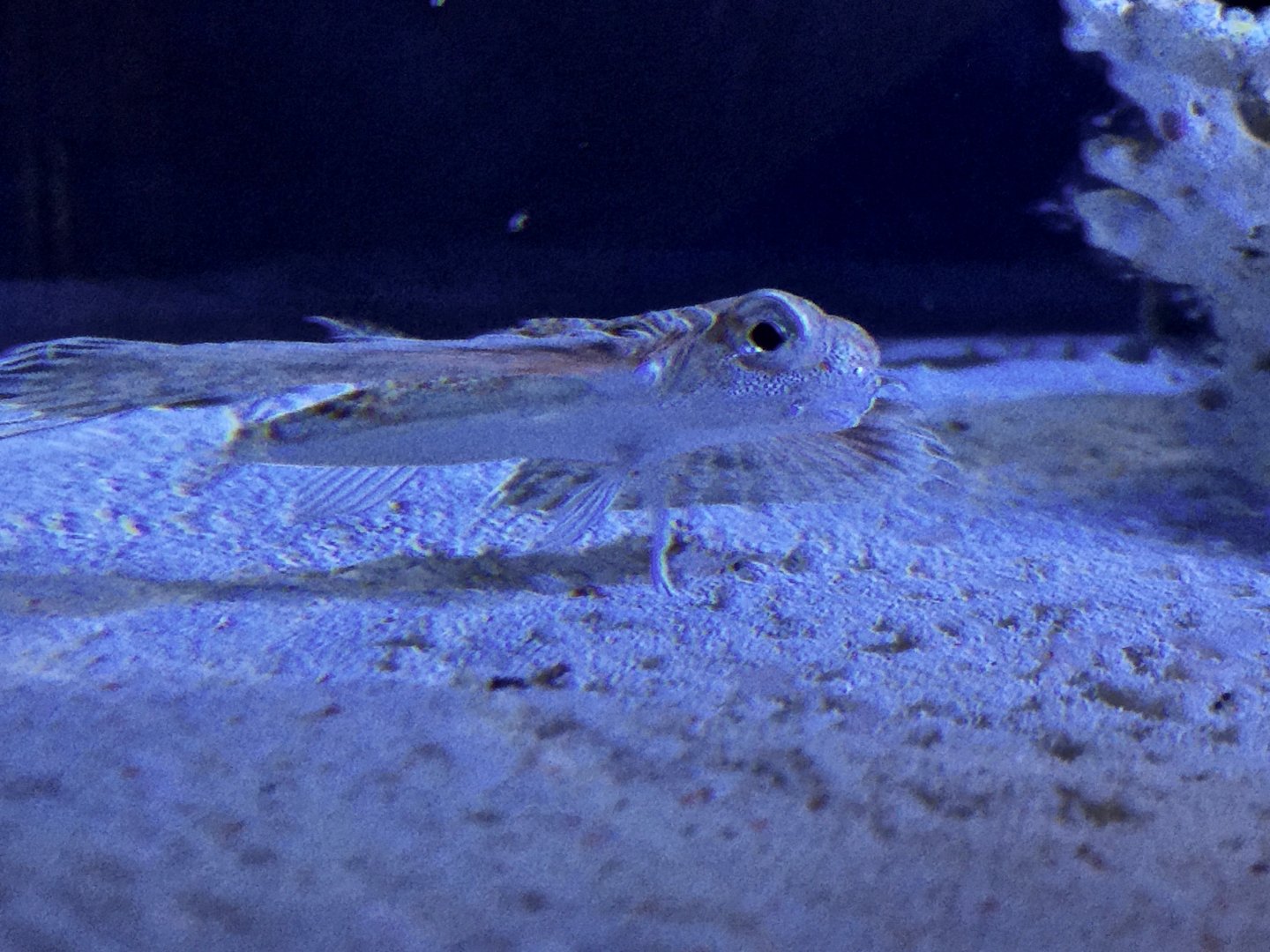 Flying Gurnard (Dactyloptena gilberti) - Noboribetsu Marine Park Nixe