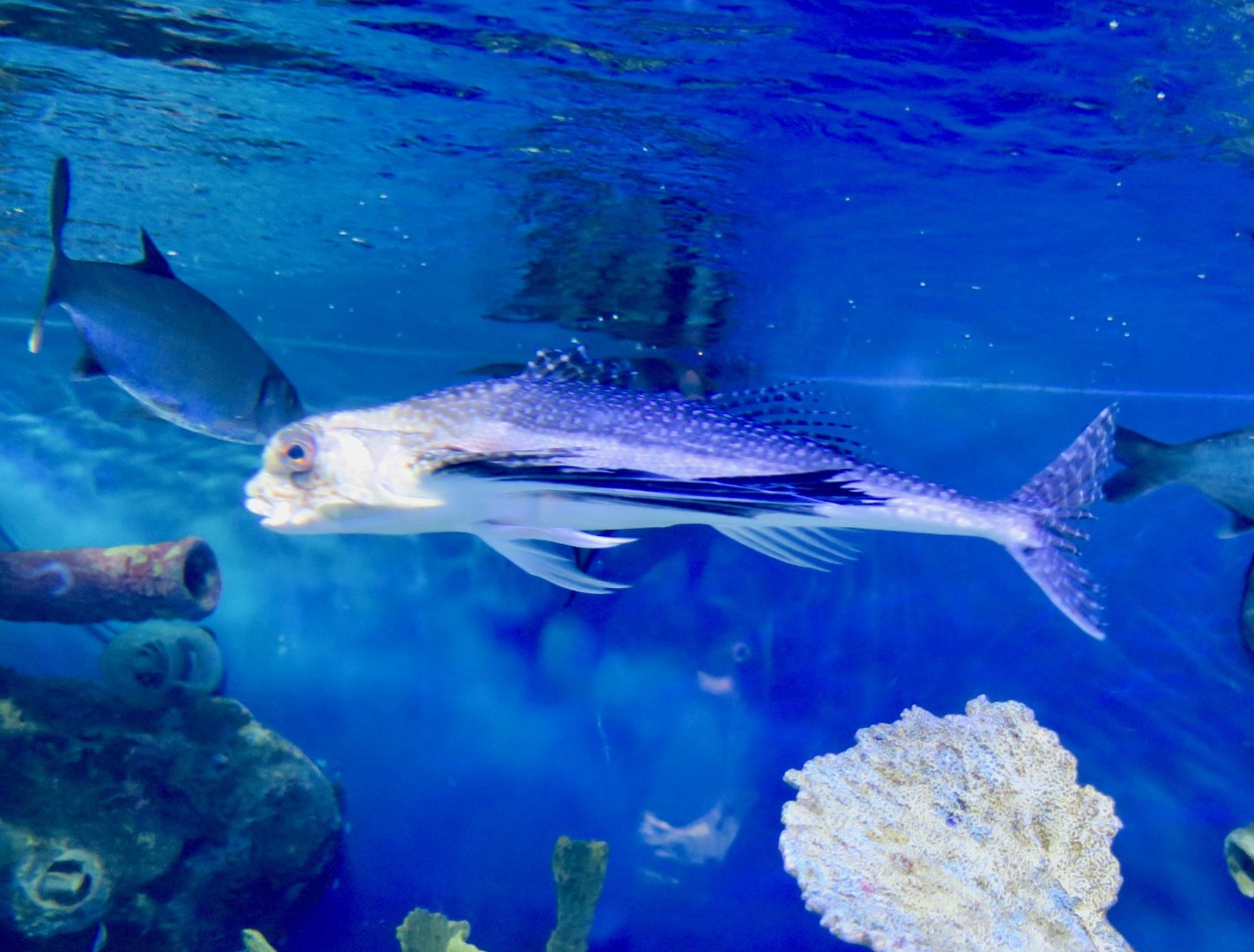 Flying Gurnard (Dactylopterus volitans)