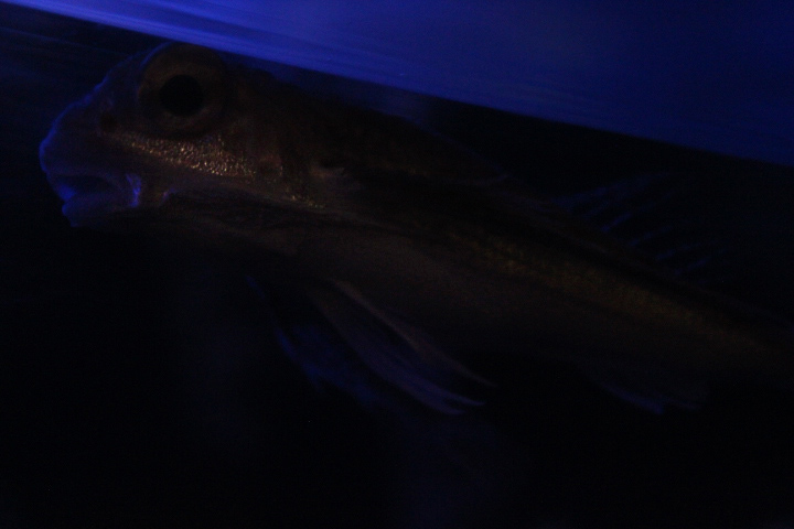 Flying gurnard (Dactylopterus volitans)