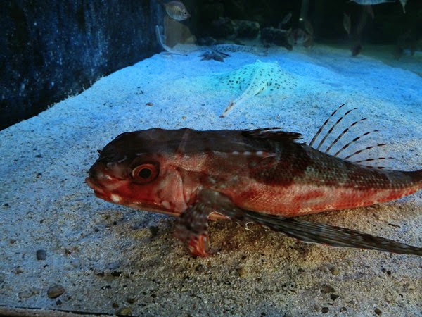 Flying gurnard (Dactylopterus volitans)