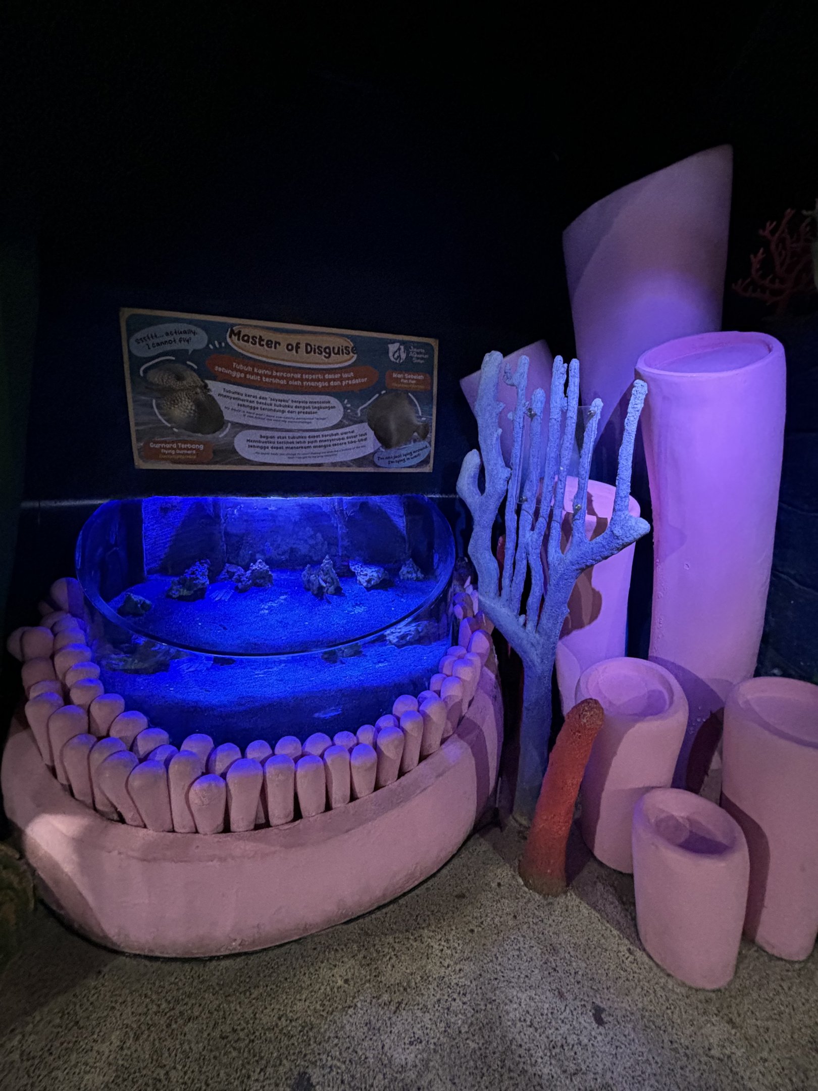 Flying Gurnard + Flat Fish Exhibit