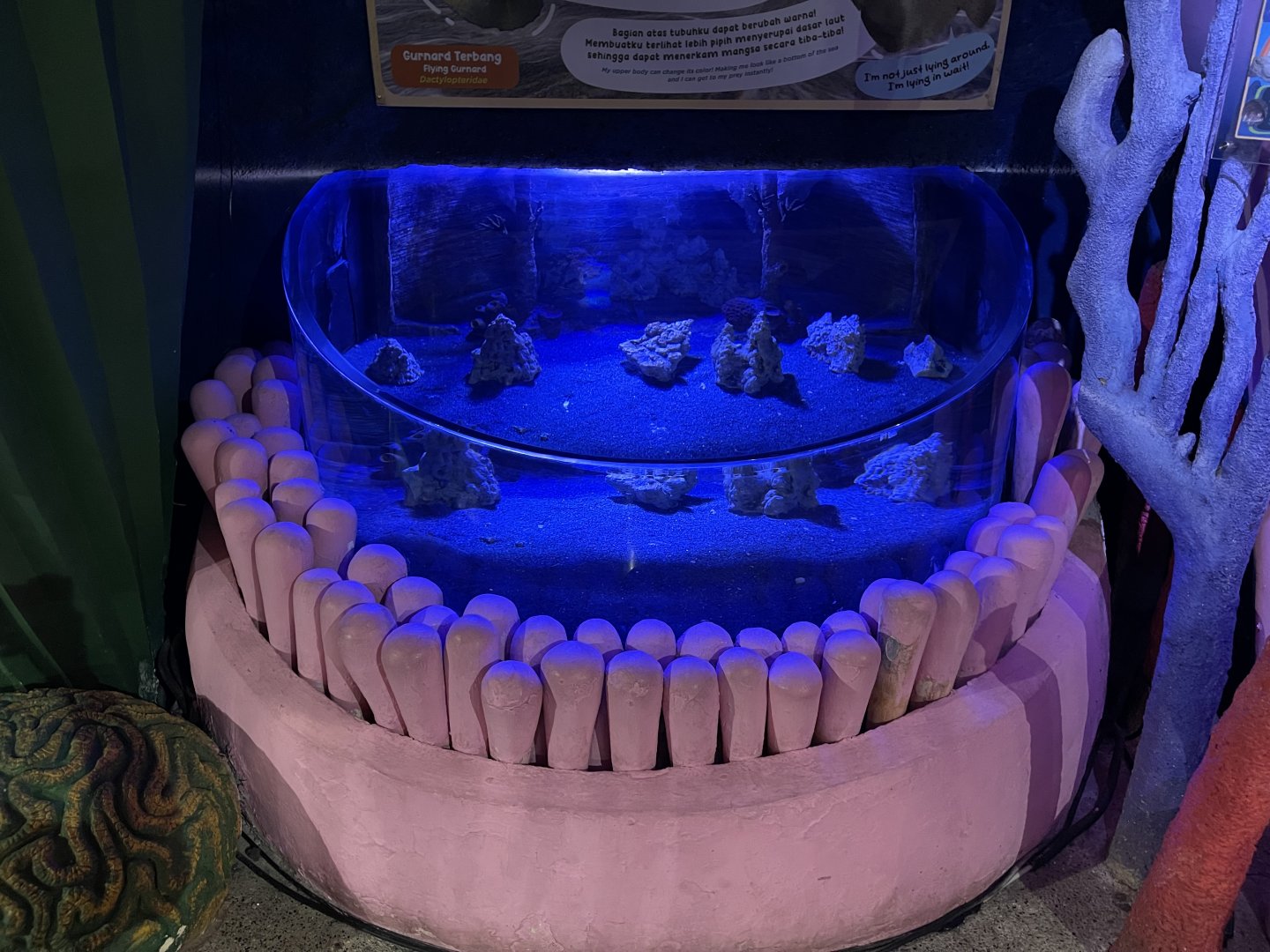 flying gurnard & flatfish tank