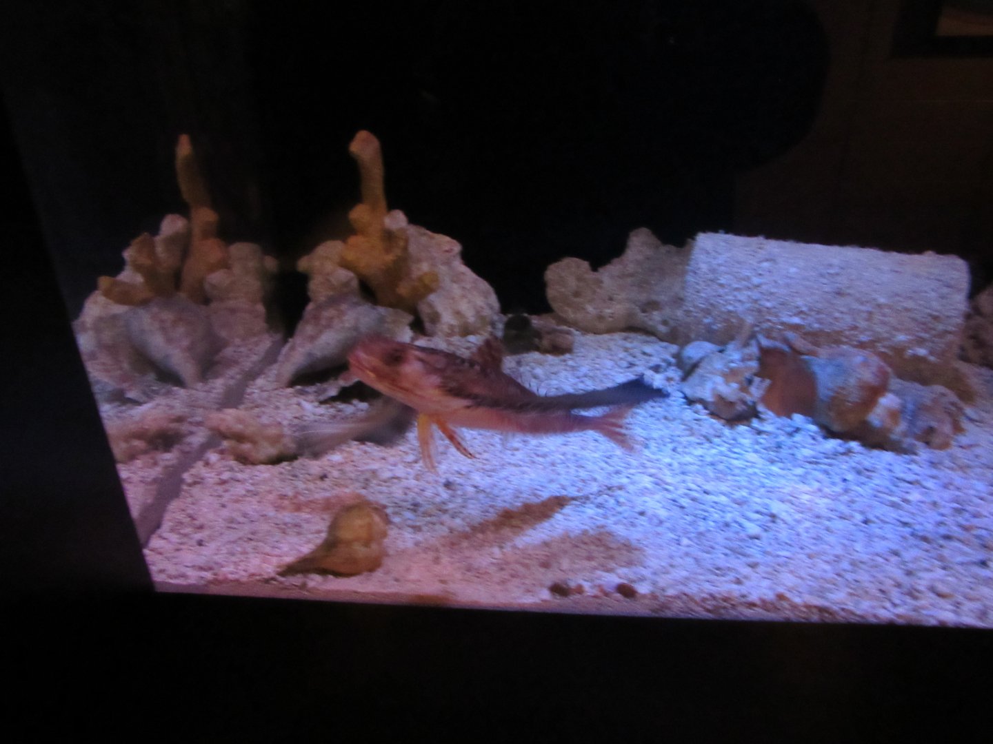 Flying Gurnard in Curious Creatures