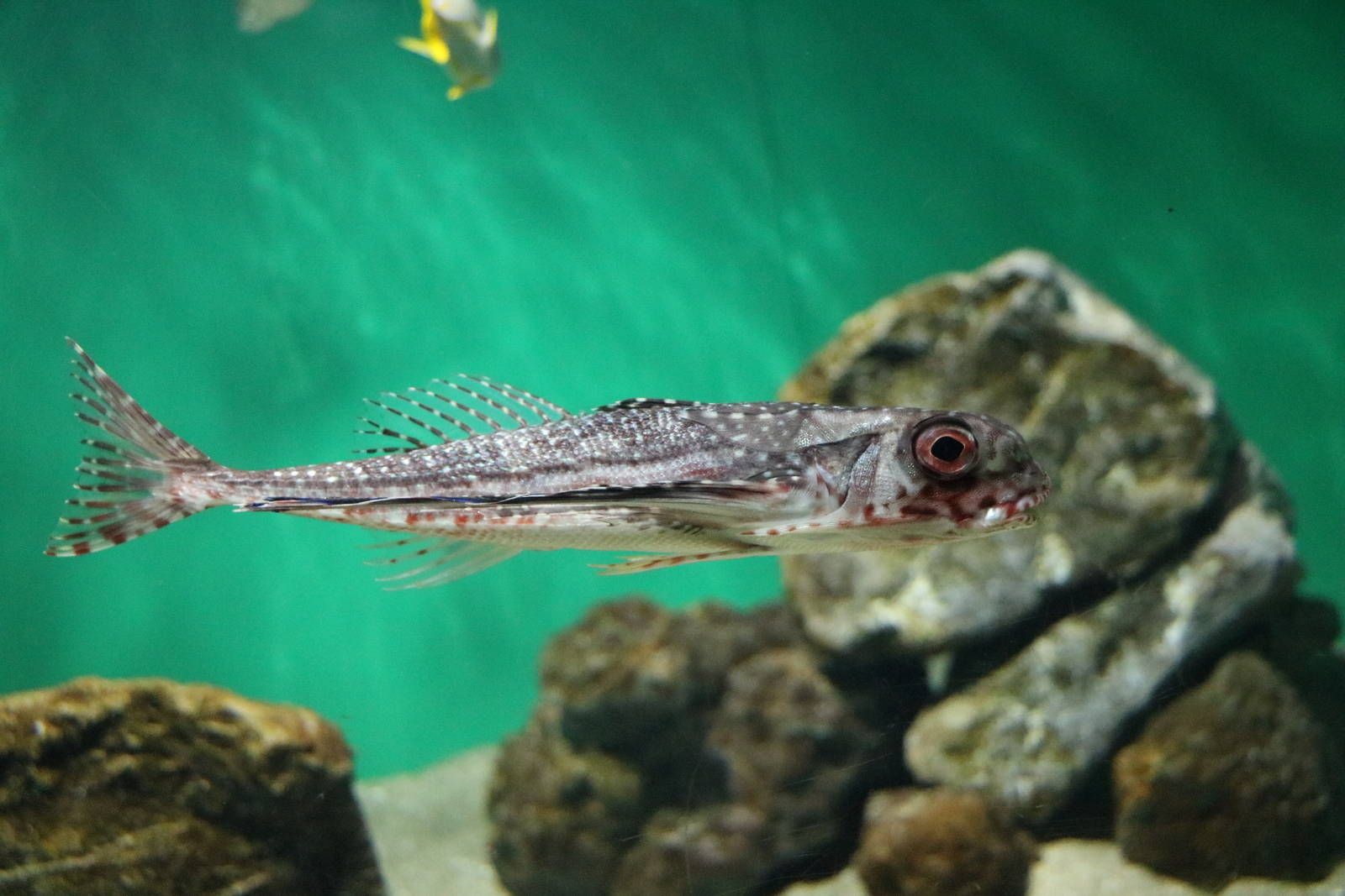 Flying gurnard - Tokyo Sea Life Park, February 2016