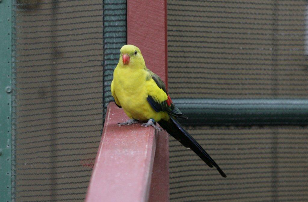 Flying High Bird Sanctuary