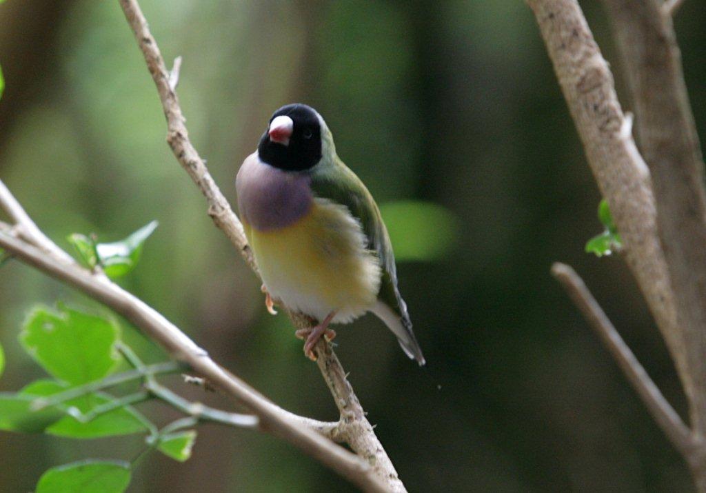 Flying High Bird Sanctuary