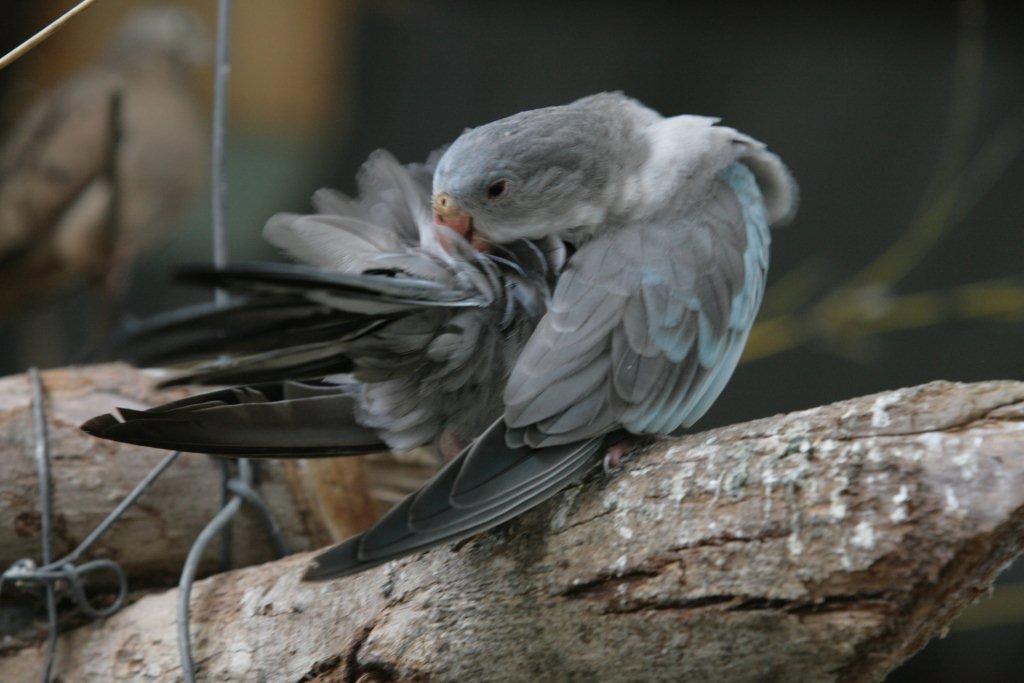 Flying High Bird Sanctuary