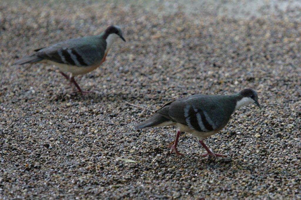 Flying High Bird Sanctuary